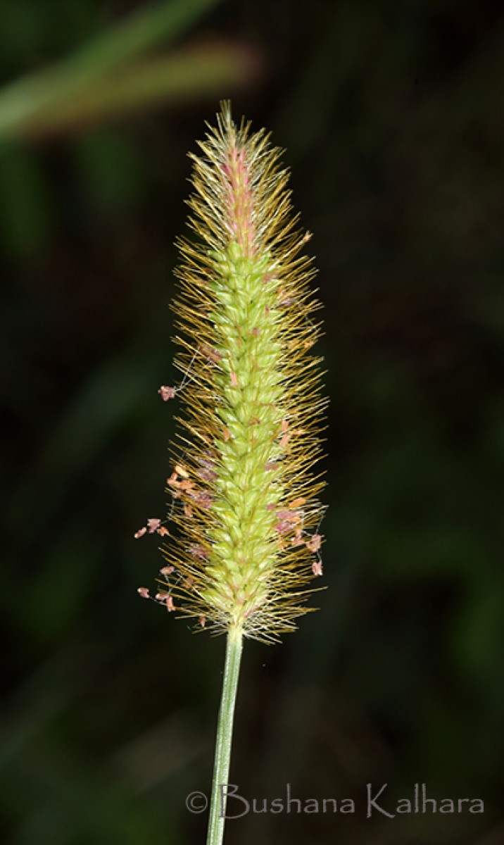 Setaria parviflora (Poir.) Kerguélen